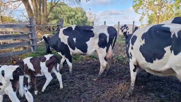 Lote 6 Vaca, San José