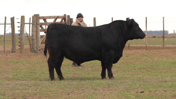 Lote TOROS PUROS DE PEDIGREE