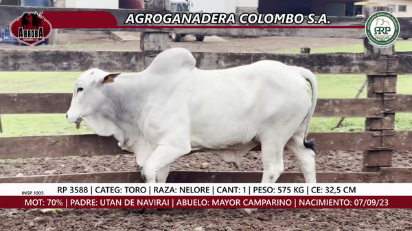 Lote TORO