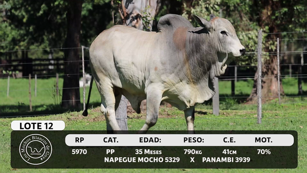 Lote LOTE 12