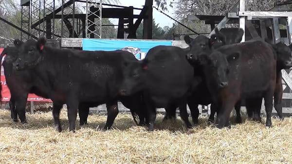 Lote VAQUILLONAS GENERALES CON GARANTÍA DE PREÑEZ