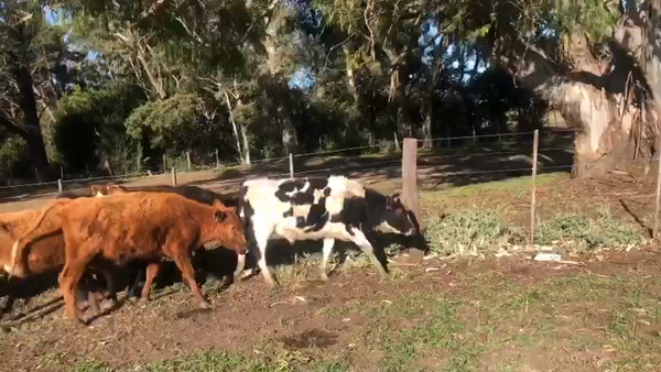 Lote 30 Terneros en Ayacucho, Buenos Aires