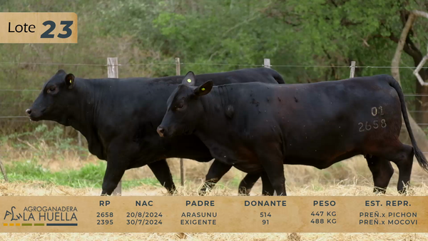 Lote LOTE 23