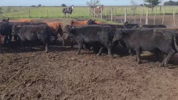 Lote 63 Terneros/as