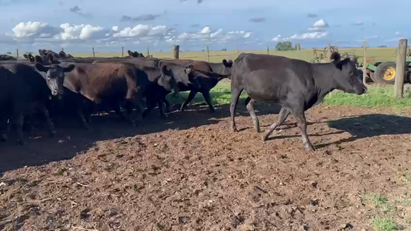 Lote 38 Vaquillonas C/ gtia de preñez en Tres Arroyos