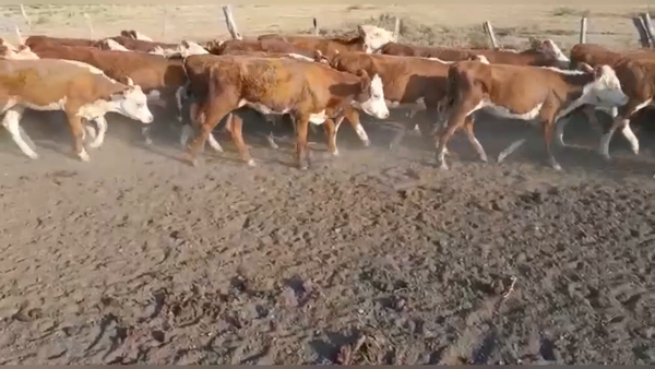Lote 125 Terneras en Federación, Entre Ríos