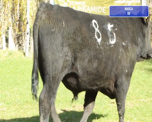 Lote 1 Toro en Río Ibáñez, XI Región Aysén