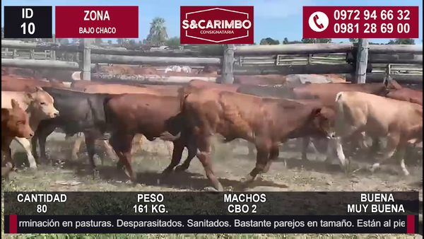 Lote 80 Machos Cbo 2