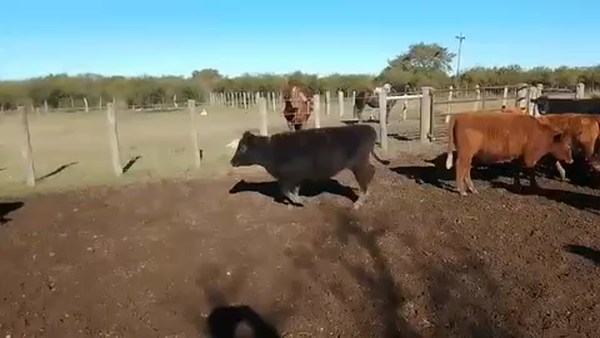 Lote 100 Terneros en Corrientes, Sauce