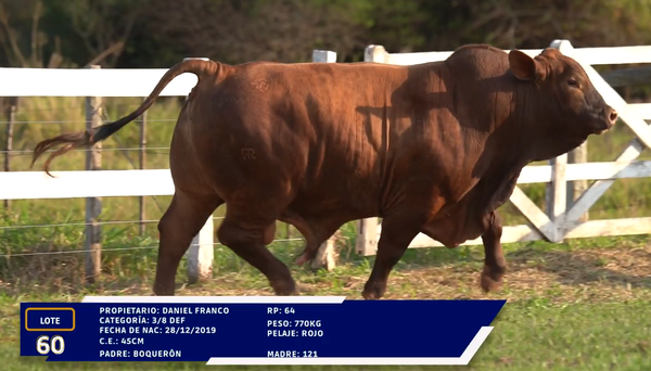 Lote LOTE 60
