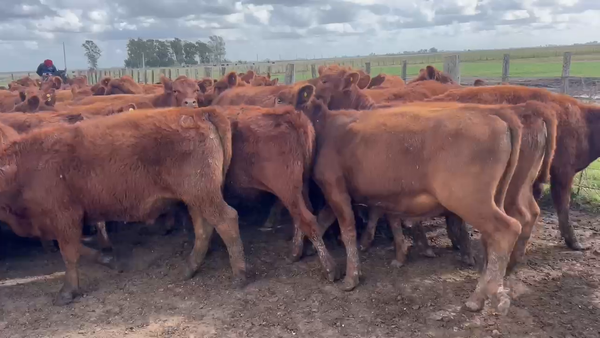 Lote 110 Terneros