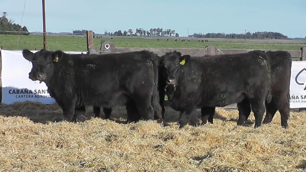 Lote VAQUILLONAS S/SERV NEGRAS