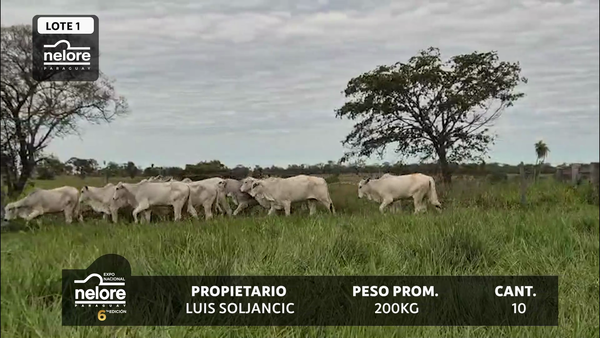Lote LOTE 1