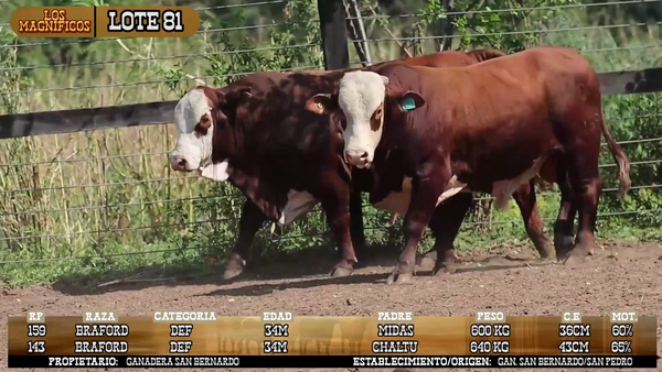 Lote LOTE 81