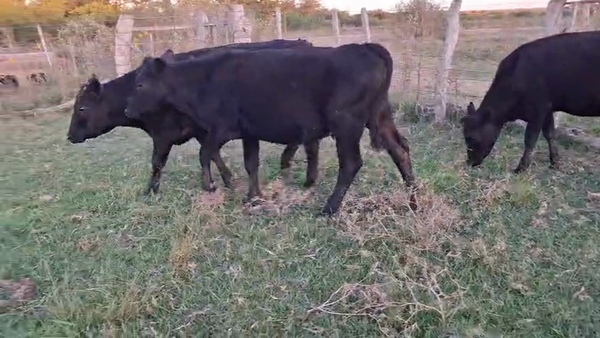 Lote Terneros/tras cruza angus