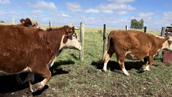 Lote VACAS ENTORADAS