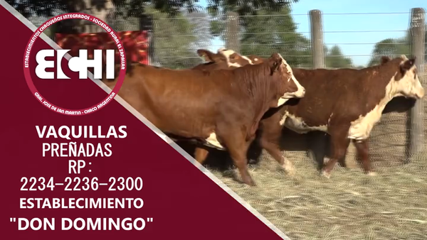 Lote VAQUILLAS PREÑADAS BRAFORD CABAÑA DON DOMINGO