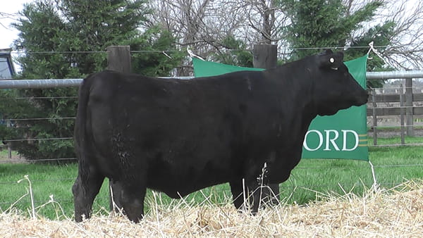 Lote VAQUILLONAS ANGUS PP