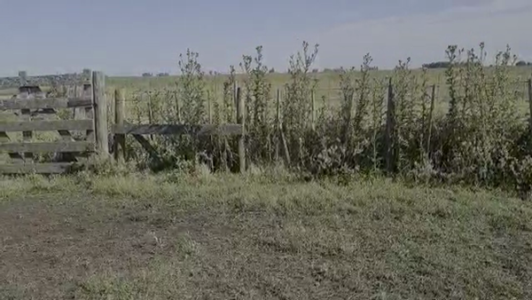 Lote 40 Terneras en Azul, Buenos Aires