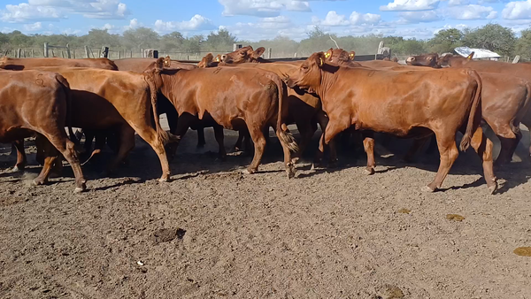 Lote 18 Vaquillonas C/ gtia de preñez en Villaguay, Entre Ríos