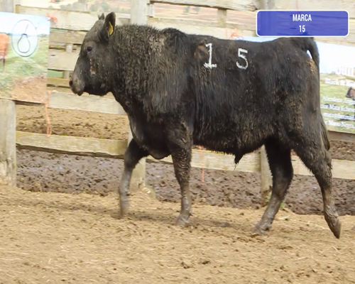 Lote 1 Toro en Coyhaique, XI Región Aysén