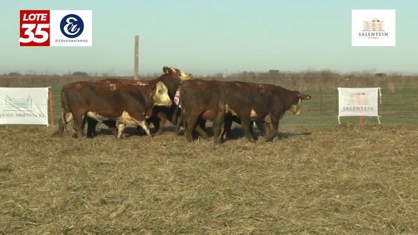 Lote Vaquillas Braford Planteleras Señal ´20-Preñadas IATF (22-12-2022) y Servicio Colectivo (01/01/23 al 05/02/23)