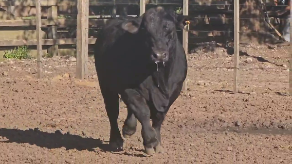 Lote Toros de exposición - Cabaña Jacarandá