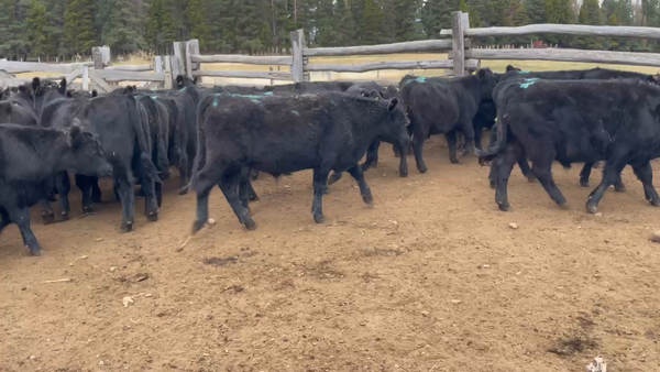 Lote 55 Novillo Engorda en Coyhaique, XI Región Aysén