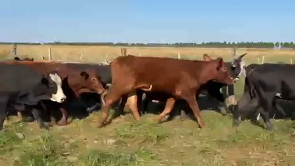 Lote 44 Novillos en Ituzaingó, Corrientes