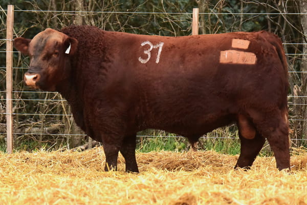 Lote TOROS ANGUS PC