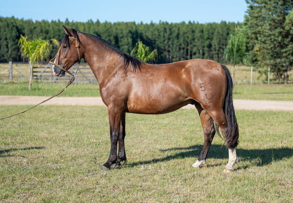 Lote CAPRICHOSO DEL PORRÚA