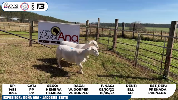 Lote LOTE 13