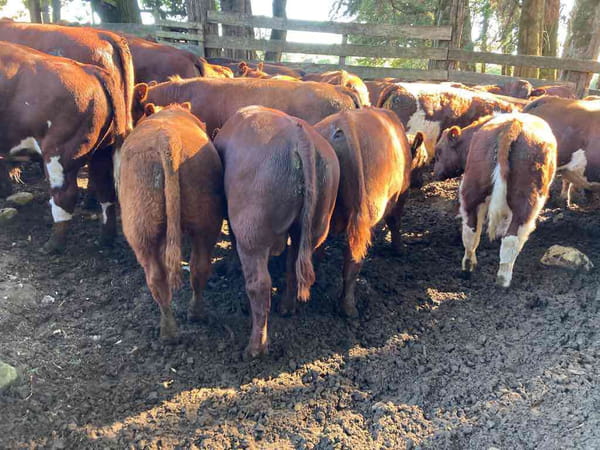 Lote 63 Ternero en Puerto Varas, X Región Los Lagos