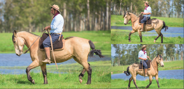 Lote EL GAVILÁN NEYMAR