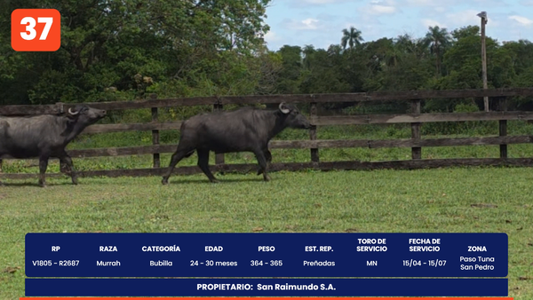Lote LOTE 37
