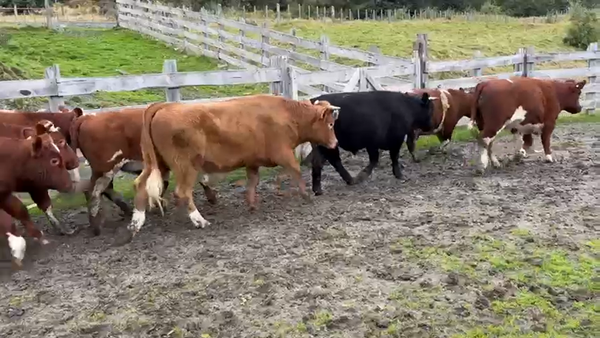 Lote 32 Novillo Engorda en XI Región Aysén, Río Ibáñez