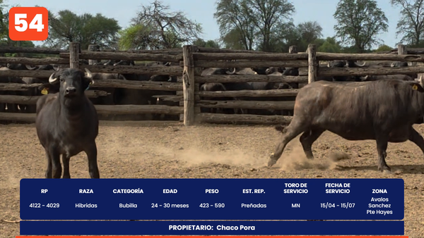 Lote LOTE 54