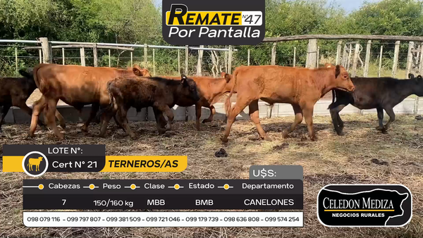 Lote 7 Terneros y Terneras en Otra Localidad, Canelones