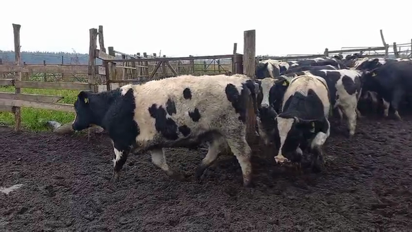 Lote 40 Novillo Gordo en Cabrero, VIII Región Biobío