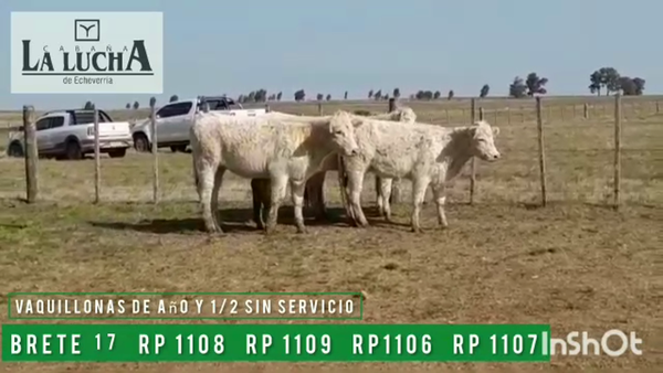 Lote VAQUILLONAS PI DE AÑO Y 1/2 SIN SERVICIO