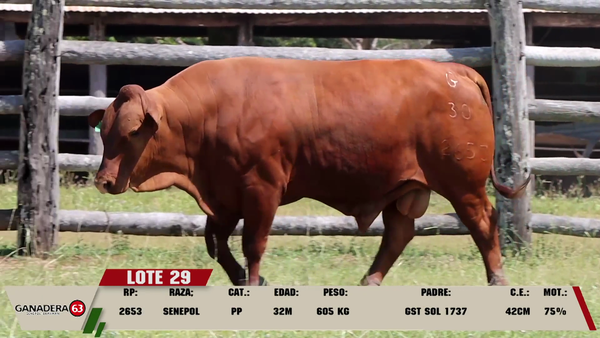 Lote LOTE 29
