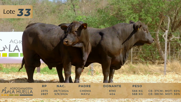 Lote LOTE 33