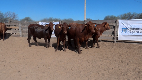 Lote HEMBRAS Remate Nucleo Genbra
