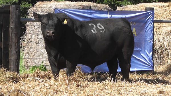 Lote TOROS ANGUS PURO CONTROLADO