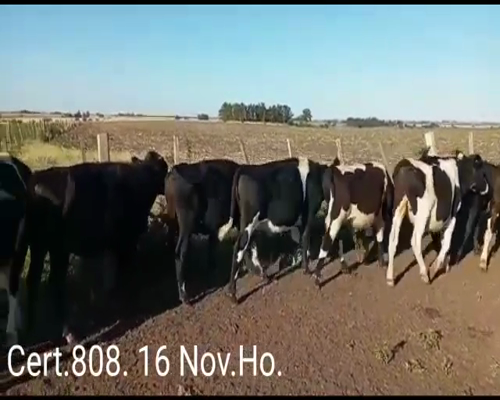 Lote NOVILLOS DE 1 A 2