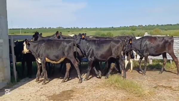 Lote TERNERAS