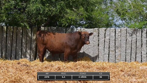 Lote ABERDEEN ANGUS S.A.