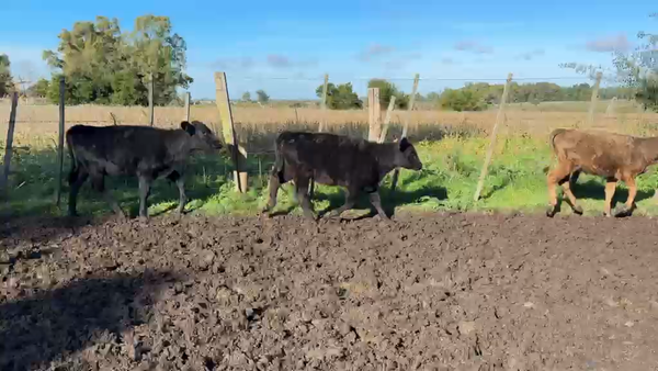 Lote TERNERAS
