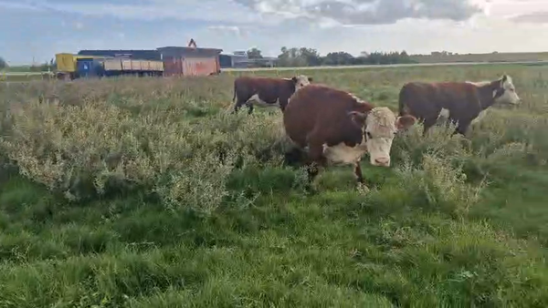 Lote 15 Vaquillonas , San José