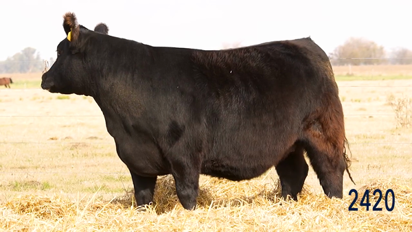 Lote Vaquillona